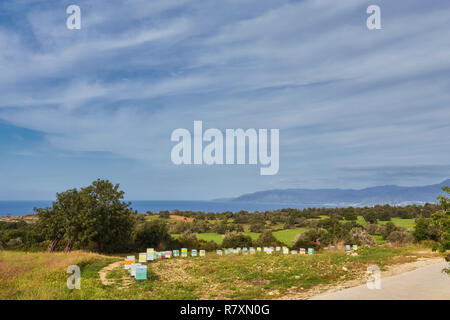 Linien von Bienenstöcken in Zypern im Juli Stockfoto