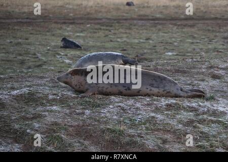 Donna Nook Dichtung finden Lincolnshire 2018 Stockfoto