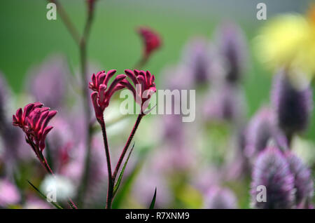 Westaustralischer Einheimischer Pink Känguru Paw, Anigozanthos, Familie Haemodoraceae (Blutkraut-Familie) in einem Frühlingsgartenbett mit lila Ptilotus Stockfoto