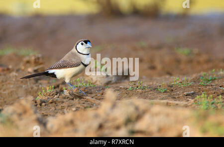 Doppelklicken gesperrt Fink, Taeniopygia bichenovii, auch Eule Finch, black-white-rumped Doppel rumped verjähren Finch auf dem Boden mit Kopie sp Stockfoto