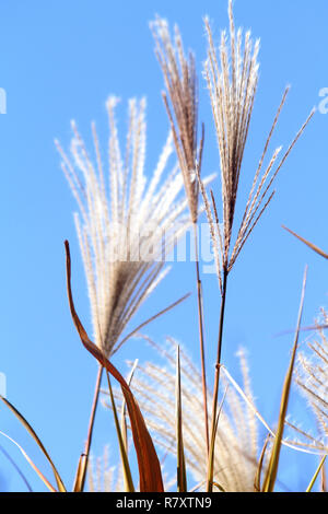 Schöne getrocknete Blumen der hohen Gräser Stockfoto