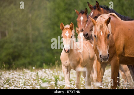 Herde von Pferden in einer Wiese Stockfoto