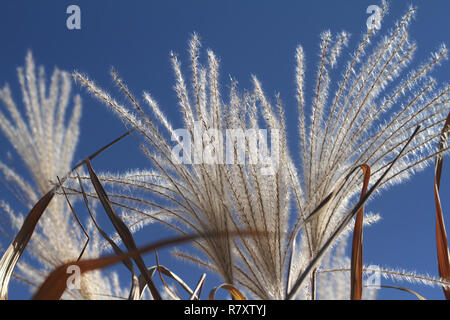 Schöne getrocknete Blumen der hohen Gräser Stockfoto