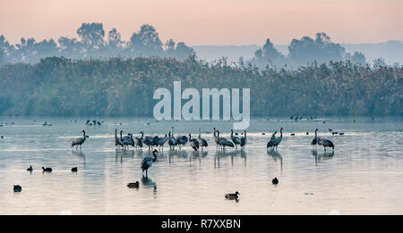 Kranichen (Grus Grus) im Wasser. Krane Herde auf dem See bei Sonnenaufgang. Nebel am frühen Morgen. Morgen Landschaft von Hula Valley Reser Stockfoto
