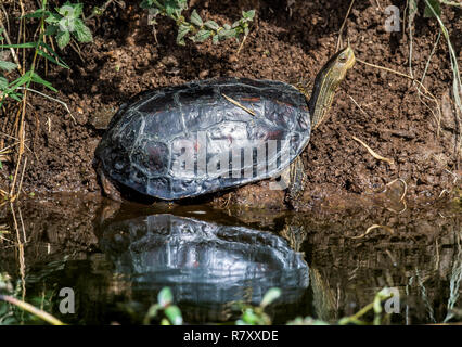 Der Kaspischen Schildkröte oder gestreift - Hals terrapin (Mauremys caspica) im natürlichen Lebensraum Stockfoto