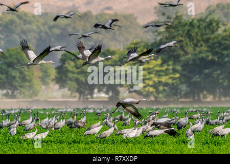 Krane in einem Feld der Nahrungssuche. Grüne Gras Hintergrund. Kranich, Wissenschaftlicher Name: Grus Grus, Grus communis. Krane Herde auf den grünen Bereich. Stockfoto