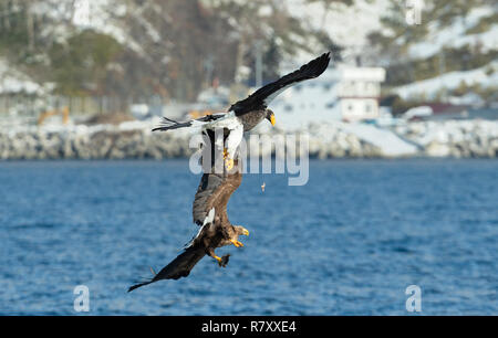 Adler im Kampf. Zwei Erwachsenen Steller Seeadler im Kampf um die Beute. Stockfoto