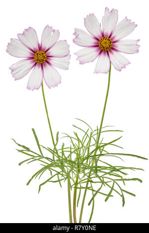 Zwei Blumen von Kosmos, kosmeya Blumen, auf weißem Hintergrund Stockfoto
