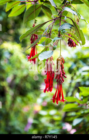 Nahaufnahme der rot-bolivianischen Fuchsia (Fuchsia boliviana) mit Blumen und Früchten in Peru Stockfoto