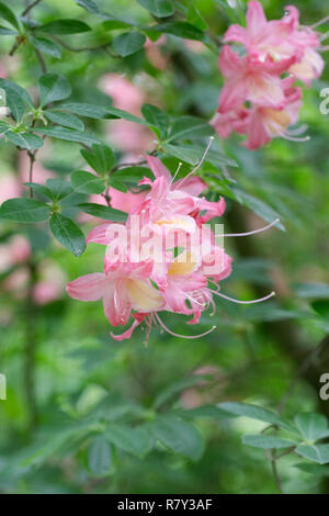 Rhododendron Blüte im Sommer. Stockfoto