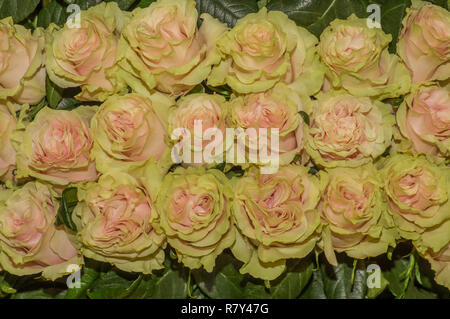 Paar schöne Dutzend blosoming gelbe Rose Bouquet Stockfoto