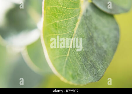 Eukalyptus Blätter baby blue Close up mit Farbstreifen Textur grün macroshooting Stockfoto