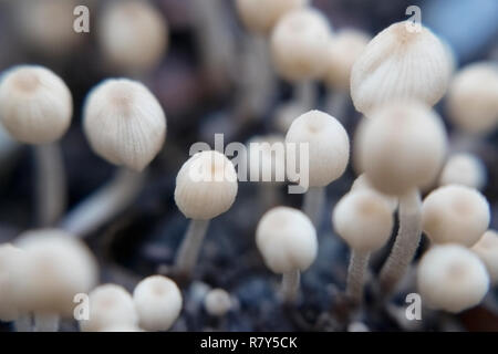 Sehr kleine ungenießbare Pilze der milchig-weiße Farbe auf einem Bett gegen einen dunklen Hintergrund Stockfoto