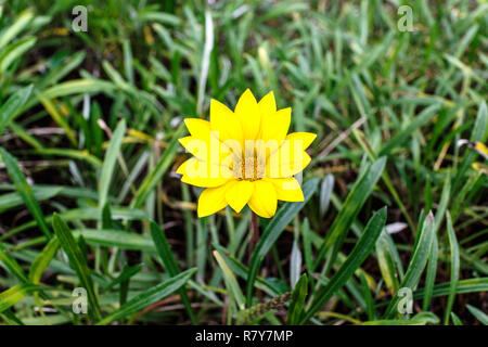 Einzelne gelbe Gazania Blume auf eine Unscharf grüne grüne Hintergrund Stockfoto