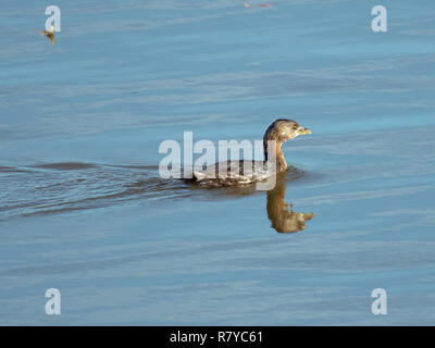 A Pied-billed greeb, Podilymbus podiceps, schwimmt auf See Caroline, in der Red River National Wildlife Refuge, im Nordwesten von Louisiana. Stockfoto