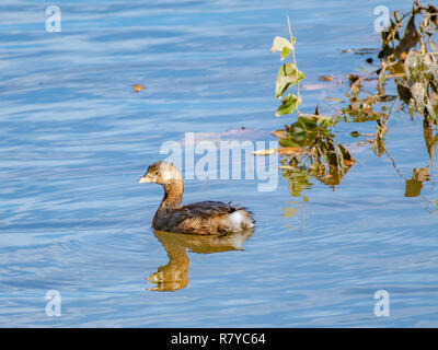 A Pied-billed greeb, Podilymbus podiceps, schwimmt auf See Caroline, in der Red River National Wildlife Refuge, im Nordwesten von Louisiana. Stockfoto