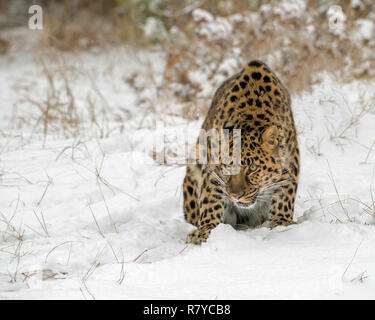 Amur Leopard gebuckelt über im Schnee im Winter bei Schneefall Stockfoto