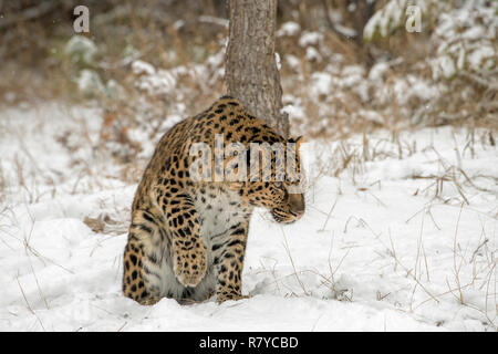 Amur Leopard heben seine Pfote aus dem Schnee Stockfoto