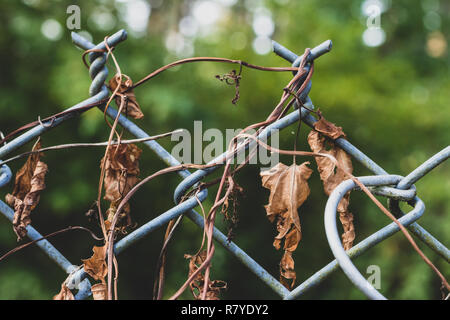 Liebe getrocknete Morgen flory Reben auf einem Maschendrahtzaun mit Bäumen Stockfoto