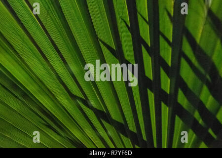 Palm fan schließen oben mit Schatten von Wedel - einheimische Pflanze zu Aruba - Dunkelgrün palm leaf bei Nacht mit Spitzen scharfen Palm hinterlässt Silhouette Stockfoto