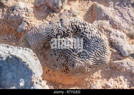 Korallen Fossilien auf Dos Playa Strand im Nationalpark "Arikok" Aruba - Stockfoto