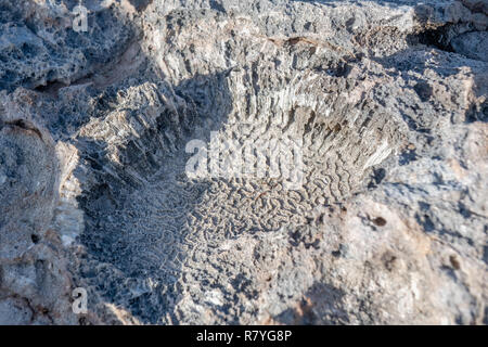 Korallen Fossilien auf Dos Playa Strand im Nationalpark "Arikok" Aruba - Stockfoto