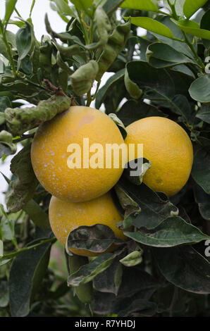 Grapefruit in einem Zitronenhain, zentralen Kalifornien, zur Ernte bereit Stockfoto