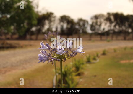 Zentrierte Ansicht einer Agapanthus Stockfoto