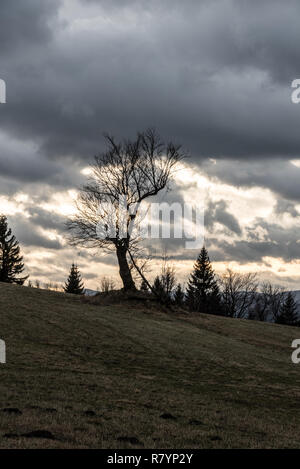 In den späten Herbst Landschaft mit Wiese, Bäume, Hügel auf dem backgrounad und meistens bewölkten Himmel auf Loucka Hügel in Slezske Beskiden in der Tschechischen Republik Stockfoto