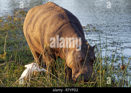 Flusspferd (Hippopotamus amphibius), waten und Beweidung im Wasser des Sabie Flusses, mit zwei Reiher (Bubulcus ibis) und einem Afrikanischen jacana Stockfoto