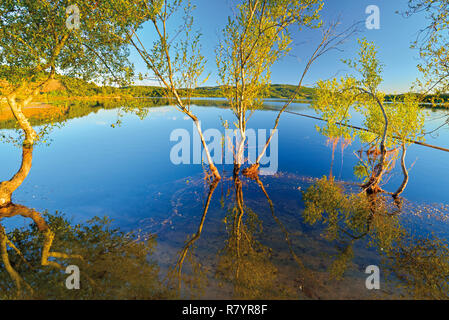 Trees surrounded by water and reflecting in the lake surface Stockfoto