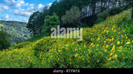 Schöne gelbe wilde Sonnenblumen blühen auf den Hang. Dies ist Ihre Blume wächst wild Gänseblümchen aber beim Umschalten auf Winter Wetter im Hochland Stockfoto