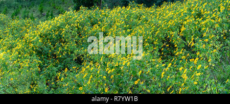 Schöne gelbe wilde Sonnenblumen blühen auf den Hang. Dies ist Ihre Blume wächst wild Gänseblümchen aber beim Umschalten auf Winter Wetter im Hochland Stockfoto