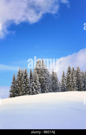 Tannen in verschneiter Landschaft Stockfoto