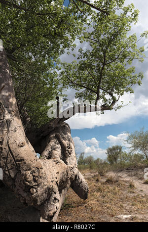 Alte kaputte Baobab Baum zwischen Tsumkwe und Khaudum Nationalpark im Norden Namibias Stockfoto