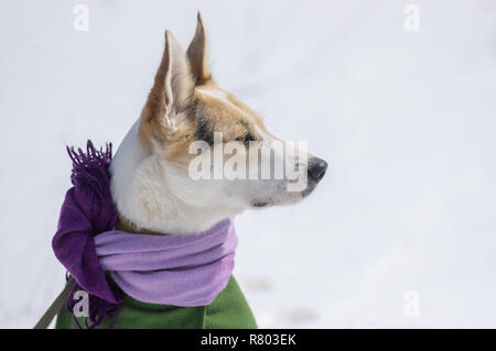 Schöne Outdoor Portrait von weißen Mischlingen tragen Tröster und Mantel Stockfoto
