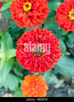 Nahaufnahme von roten Blumen gemeinsamen Zinnia Stockfoto