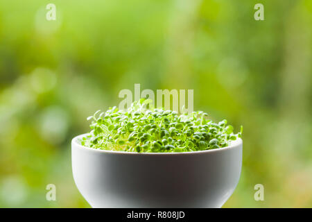 Organische micro Grüns in einem Keramik Schüssel Stockfoto