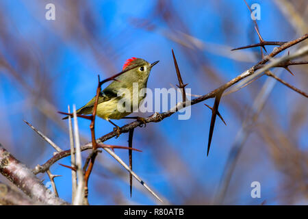 Ruby-Crowned Kinglet (Regulus calendula) im dornigen Baum gehockt Stockfoto