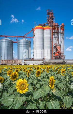 Ein Pionier Korn inland Grain handling Terminal und eine Blühende Sonnenblumen Feld in der Nähe von Brunkild, Manitoba, Kanada. Stockfoto