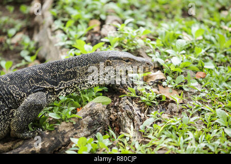 Varanus Salvator, die gemeinhin als Wasser Monitor oder gemeinsame Wasser Monitor genannt, ist eine große Echse in Süd- und Südostasien, ist einer der am meisten Co Stockfoto