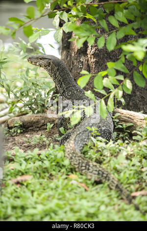 Varanus Salvator, die gemeinhin als Wasser Monitor oder gemeinsame Wasser Monitor genannt, ist eine große Echse in Süd- und Südostasien, ist einer der am meisten Co Stockfoto