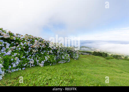 Hortensien bildet eine Wand und der Stadt Várzea Morgens Nebel auf der Insel Sao Miguel. Stockfoto