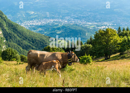 Herde der Tarentaise Kühe in einem Feld auf der Website von Le-Sire, nahe dem Skigebiet La Feclaz, im Herzen des Regionalen Naturparks des Massivs Bauges. C Stockfoto