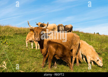 Herde der Tarentaise Kühe in einem Feld auf der Website von Le-Sire, nahe dem Skigebiet La Feclaz, im Herzen des Regionalen Naturparks des Massivs Bauges. C Stockfoto