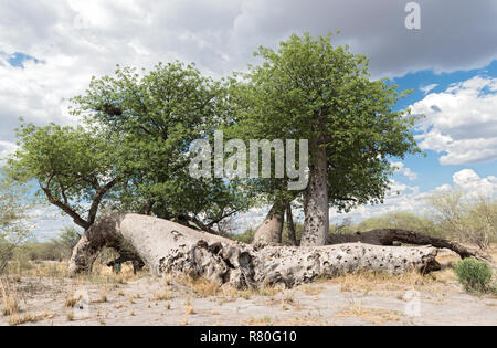 Alte kaputte Baobab Baum zwischen Tsumkwe und Khaudum Nationalpark im Norden Namibias Stockfoto