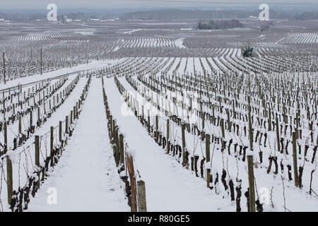 Landschaft der Touraine in der Provinz in Schnee bedeckt: Reben und Weinbergen unter Schnee in der Nähe von Chinon (2018/02/07) Stockfoto