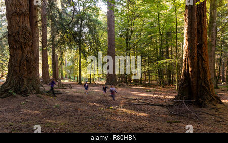 Lyndhurst, England - Oktober 24, 2018: Kinder spielen und laufen Das Rhinefield Zierpflanzen Antrieb im neuen Wald mit riesigen Sequoais. Stockfoto