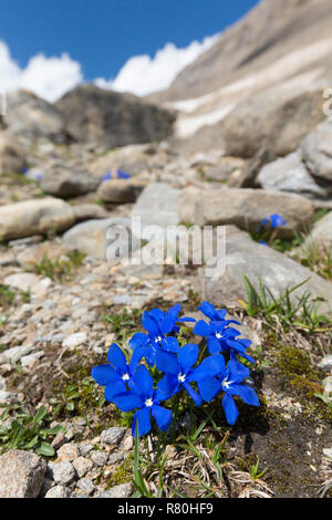 Bayerische Enzian (Gentiana Bavarica). Blühende Pflanzen im Nationalpark Hohe Tauern, Kärnten, Österreich Stockfoto