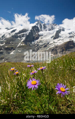 Alpine Aster, Blau Alpine Daisy (Aster alpinus), blühende Pflanzen in alpiner Umgebung. Nationalpark Hohe Tauern, Kärnten, Österreich Stockfoto